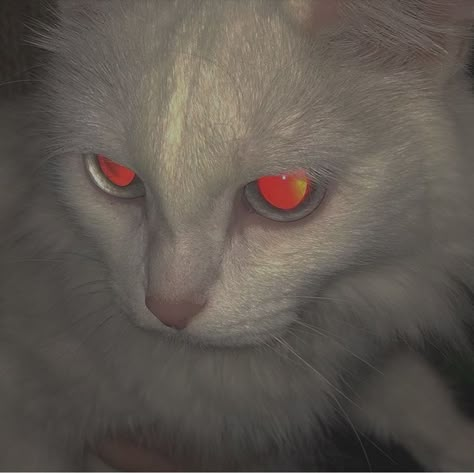 Red Eyes, Cute Aesthetic, White Cat, We Heart It, Cute Animals, Lost, Kitty, For Free, High Quality