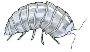 pill bug sketch Pill Bug Art, Pill Bug Drawing, Potato Bug Tattoo, Pill Bug Tattoo, Potato Bugs, Bugs Drawing, Pill Bug, Scientific Drawing, Bug Tattoo