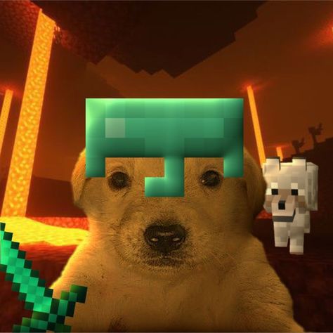 Memes Minecraft, Minecraft Dogs, Koro Sensei, Minecraft Anime, Minecraft Wallpaper, Minecraft Funny, Dog Icon, Funny Animal Photos, Minecraft Memes