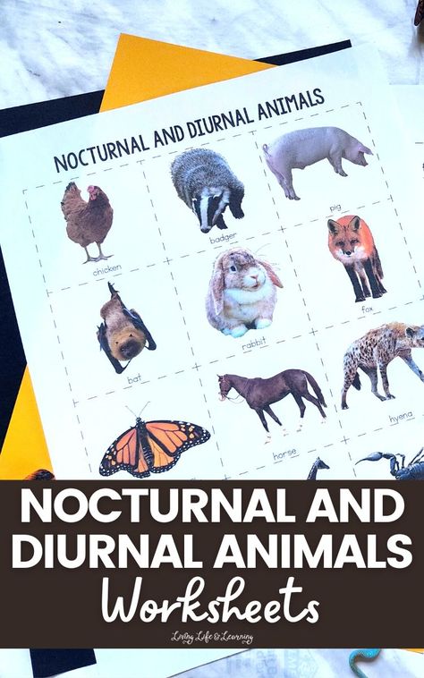 Nocturnal Animals Preschool Worksheets, Forest Animal Worksheets Preschool, Homeschool Animal Report, Forest Animal Unit Study, Carnivores Herbivores Omnivores, Wild + Free Homeschool, Diurnal Animals, Animals Worksheet, Kinds Of Animals