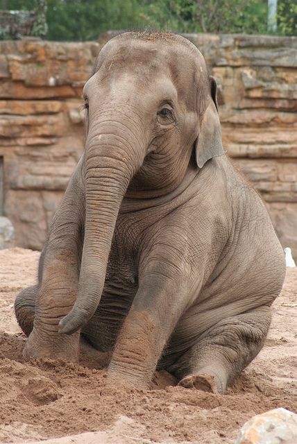 wrinkly baby elephant Chester Zoo, Elephants Never Forget, Elephants Photos, Baby Elephants, Save The Elephants, Asian Elephant, Big Animals, Elephant Love, Rhinos