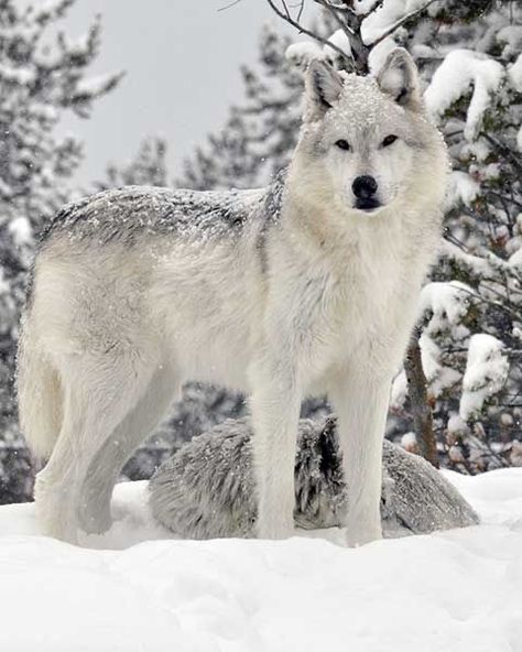 Wolves Photography, Yellowstone Wolves, Wolf World, Wolf Husky, Snow Wolf, Winter Wolves, Söpö Kissa, Wolf Photography, Arctic Wolf