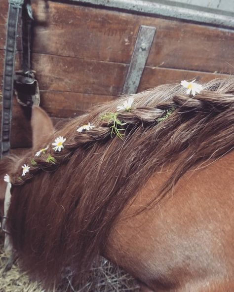 Horse Mane Flowers, Flowers In Horse Mane, Cowboy Hair, Horse Braids, Braiding Ideas, Horse Braiding, Mane Hair, Flower Braids, Horse Mane