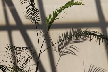 Palm Tree, The Wall, Wall, Green, White