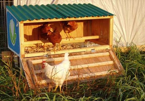 Here's a tiny little chicken coop for your tiny little flock. Though it doesn't have wheels, two people can schlep it easily. Simple Chicken Coop Plans, Chicken Enclosure, Chicken Fence, Small Chicken Coops, Easy Chicken Coop, Urban Chickens, Best Chicken Coop, Chicken Run, Raising Backyard Chickens