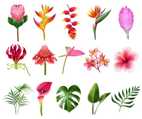 Premium Vector | Vector exotic flowers realistic set with tropical flora symbols isolated vector illustration Tropical Flowers Illustration, Shoe Design Ideas, Shrink Paper, Art Time, Color Techniques, Flower Art Images, Art Clothing, Shoe Design, Art Icon