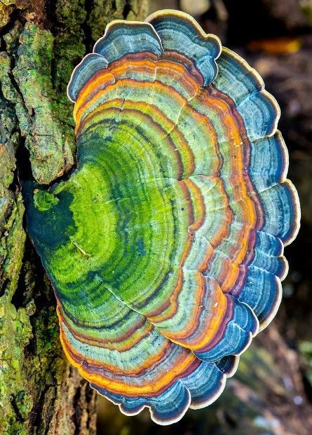 This image is from the book "Mushrooms of Hawai'i by Don Hemmes and Dennis Desjardin. I have rotated the image to better see the fine color gradations. which were hard to see in the horizontal view,. More about the book at link below. It can be ordered on Amazon Lichen Moss, Mushroom Pictures, Plant Fungus, Mushroom Fungi, Wild Edibles, Wild Food, Mushroom Art, Wild Mushrooms, Natural Forms