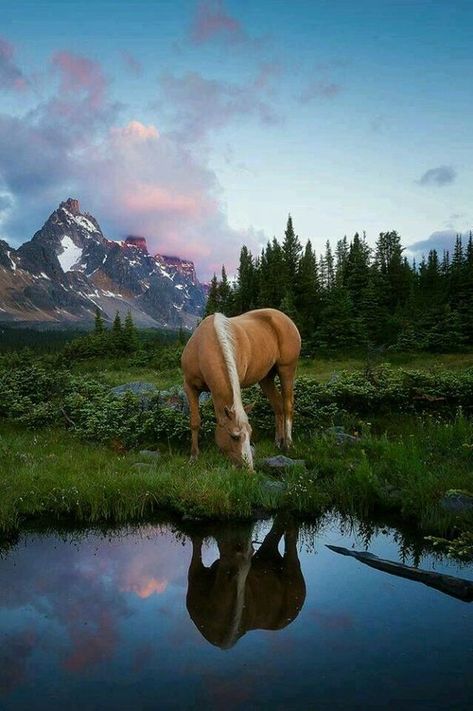 Carson Core, Caballos Aesthetic, Beautiful Horses Photography, Cute Horse Pictures, Palomino Horse, Horse Wallpaper, Horse Aesthetic, Most Beautiful Horses, All The Pretty Horses