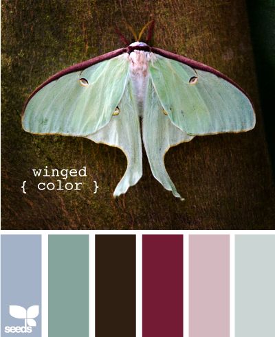 Palette:  Winged Color  (Design Seeds) Moth Color Palette, Seeds Color, Lunar Moth, Luna Moth, Design Seeds, Color Harmony, Color Stories, Colour Schemes, Color Pallets