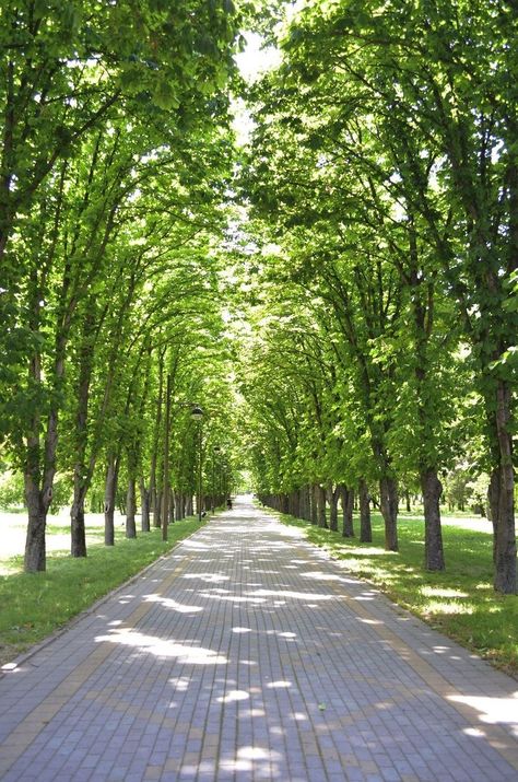 Tree Nursery, Plant Tree, Trees, Nursery, Green, Beauty, Nature