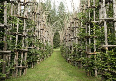 The Cattedrale Vegetale (also known as the Tree Cathedral) sits at the foot of Mount Arera on the outskirts of Bergamo in northern Italy. It was created by artist Giuliano Mauri. Tree Cathedral, Natural Architecture, Magic Places, Wedding Canopy, Live Tree, Nature Architecture, Organic Architecture, Northern Italy, Bergamo