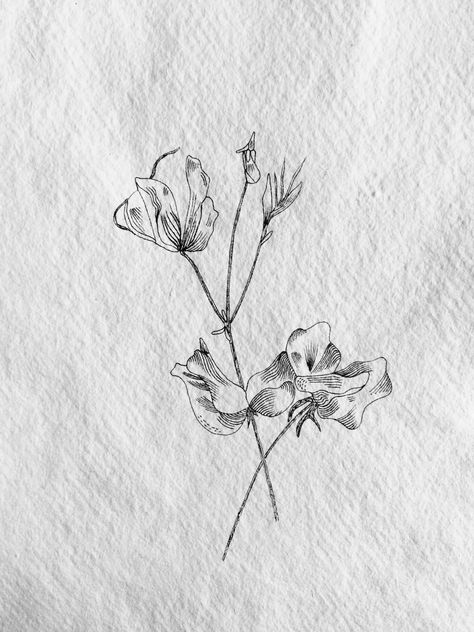 Sweet pea drawing in fountain pen on handmade paper by artist Claire Leach. Sweat Pea Tattoo, Sweet Pea Tattoo, Design Your Own Tattoo, Small Flower Tattoos, Sweet Pea Flowers, Birth Flower Tattoos, Cute Small Tattoos, Red Ink Tattoos, Floral Drawing