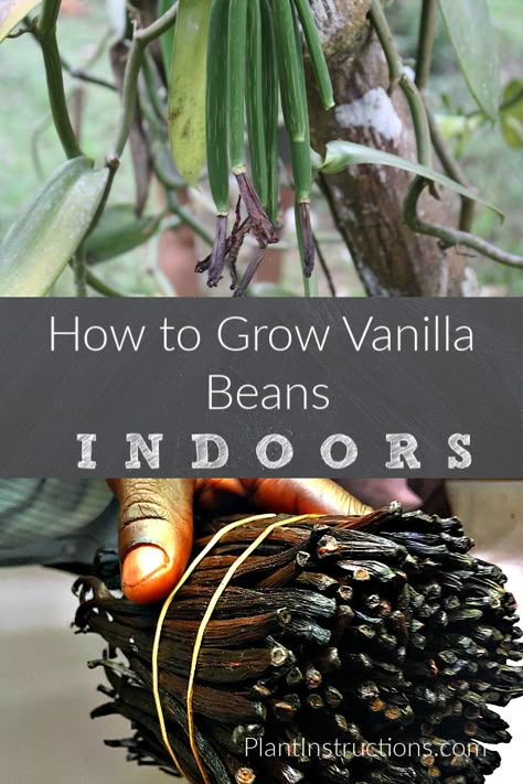 Vanilla Bean Plant, Grow Vanilla, Grow Vanilla Beans, Bean Plant, Vanilla Beans, Organic Vegetable Garden, Have Inspiration, Home Vegetable Garden, Food Garden