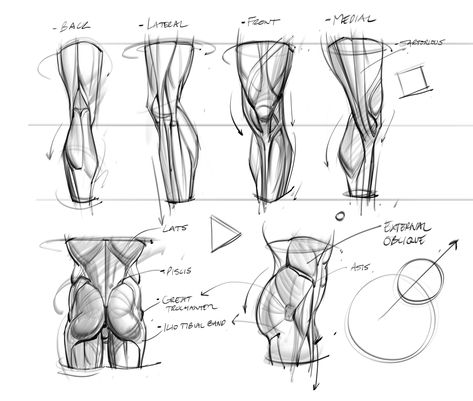 (20) joshhunterblack (@saqomolo) / X Pelvis Drawing, Josh Black, Leg Anatomy, Artist Tutorials, Anatomy Practice, Human Anatomy Drawing, Muscle Anatomy, Anatomy Sketches, How To Make Drawing