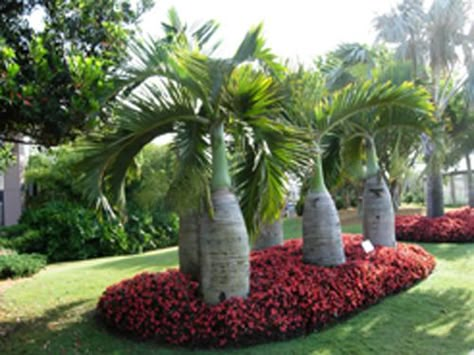 landscaping with palms | Our landscapes portifolio! Bottle Palm Tree, Bottle Palm, Landscaping Tropical, Palm Trees Garden, Trees Landscaping, Large Backyard Landscaping, Palm Trees Landscaping, Trees Garden, Palm Tree Plant