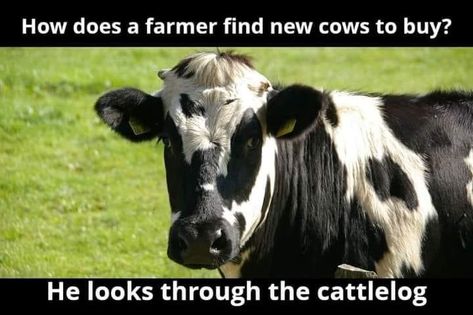 Ffa Memes Funny, Allergies Funny, Farm Jokes, The Barnyard Memes, Funny Farm Memes, Bad Dad Jokes, Funny Corny Jokes, Ranch Memes Funny, Cow Memes Hilarious