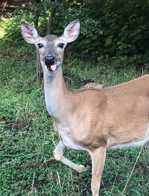 Funny Pictures – June 26, 2019 Funny Deer Pictures, Sticking Tongue Out, Funny Deer, Stick Figure Family, Deer Pictures, Face Swaps, New Roads, Ice Cream Shop, Stick It Out