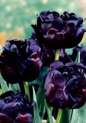 Goth Garden, Planting Tulips, Gothic Garden, Bonsai Flower, Black Tulips, Black Garden, Dark Flowers, Contemporary Garden, Black Flowers