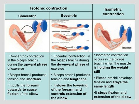 Types of muscle contractions Concentric Vs Eccentric, Deltoid Workout, Muscle System, Types Of Muscles, Isometric Exercises, Biceps Brachii, Basic Anatomy And Physiology, Exercise Physiology, Yoga Anatomy