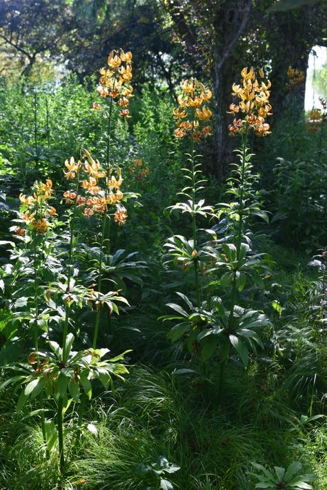 Martagon Lilies, Chokecherry Tree, Martagon Lily, Types Of Lilies, Daylily Garden, Prairie Flower, Planting Design, Chicago Botanic Garden, Landscaping Inspiration