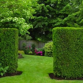 Living Fences -- especially like the Boxwood, Holly, Juniper, Privet & Ring of Fire! Natural Privacy Fences, Hgtv Garden, Privacy Plants, Flowering Bushes, Natural Fence, Living Fence, Front Yard Fence, Garden Shrubs, Modern Fence