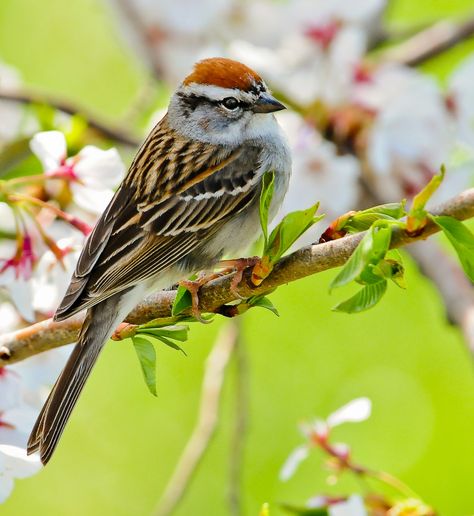 Chipping Sparrow, List Of Birds, Bird Photos, Animal Wildlife, Kinds Of Birds, Bird Watcher, Sparrows, Swallows, Backyard Birds