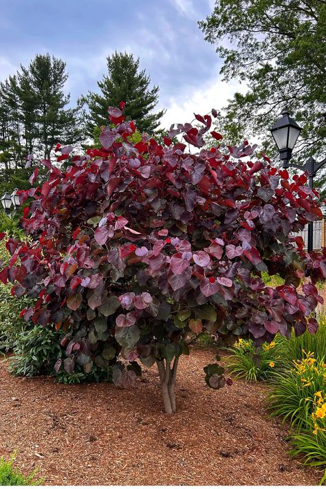 Add a pop of color to your front yard! 🌳 The Cercis 'Merlot' or Merlot Redbud is the perfect small tree for any garden. Enjoy vibrant flowers and stunning burgundy leaves that turn golden in the fall. 🍁 Click here to find out more and learn how to grow this lovely small tree in your garden. 💖 Burgundy Plants Perennials, Merlot Redbud Tree, Red Bud Trees Landscaping, Flame Thrower Redbud Tree, Burgundy Plants, Forest Pansy Redbud, Burgundy Garden, Planting Palette, Red Shrubs