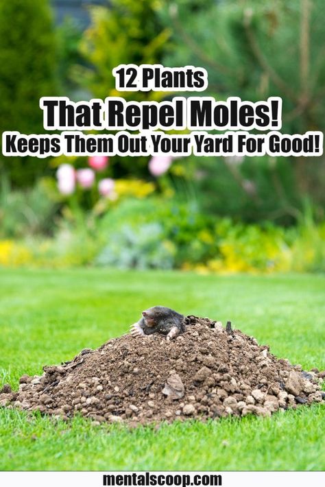 Mole Removal Yard, Moles In Yard, Mole Tunnels, Castor Bean Plant, Mole Repellent, Irish Spring Soap, Garden Remedies, Bean Plant, Perennial Herbs