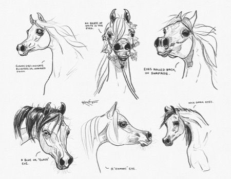 Arabian Horse Sketch, Arabian Horse Drawing, Arabian Horse Tattoo, Horse Face Drawing, Person Sketch, Arabic Horse, Arabian Horse Art, Horse Stencil, Horse Tattoo Design