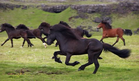 Icelandic Ponies, Amazing Horses, Icelandic Horses, Horses Running, Pony Breeds, Icelandic Horse, Most Beautiful Animals, Majestic Horse, Horse Life