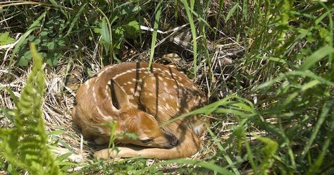 The Michigan DNR encourages the public to enjoy springtime baby animal sightings, but remember to leave wildlife in the wild. Michigan Wildlife, Fox Pups, Black Bear Cub, Endangered Wildlife, Baby Raccoon, Deer Hide, State Of Michigan, Learn To Fly, Whitetail Deer