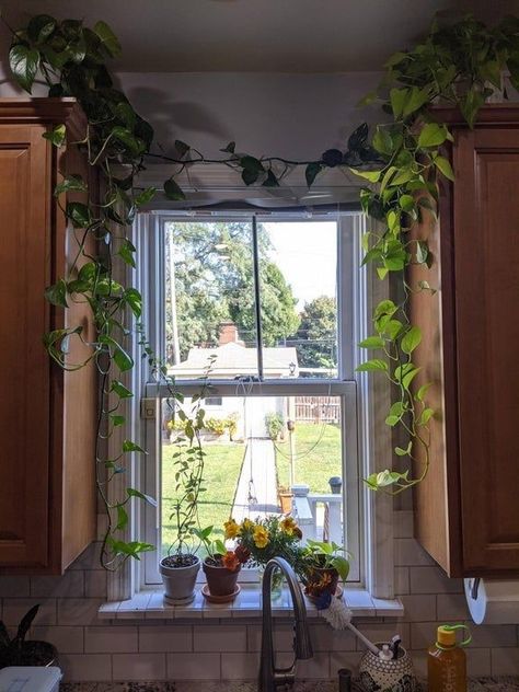 Plant Kitchen Window, Plants Around Kitchen Window, Plants Hanging In Kitchen Window, Vines In Kitchen, Plants Over Window, Kitchen Windowsill Plants, Boho Kitchen Window Treatments, Kitchen Window With Plants, Plants In The Kitchen Ideas