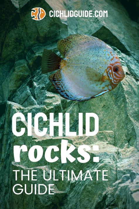 Cichlid Aquascape, Cichlid Fish Tank Ideas, Cichlid Tank Decor, Aquarium Rock Ideas, Cichlid Aquarium Ideas Tanks, Cichlid Aquarium Ideas, Cichlid Tank Ideas, Chiclids Tank Ideas, Cichlid Tank