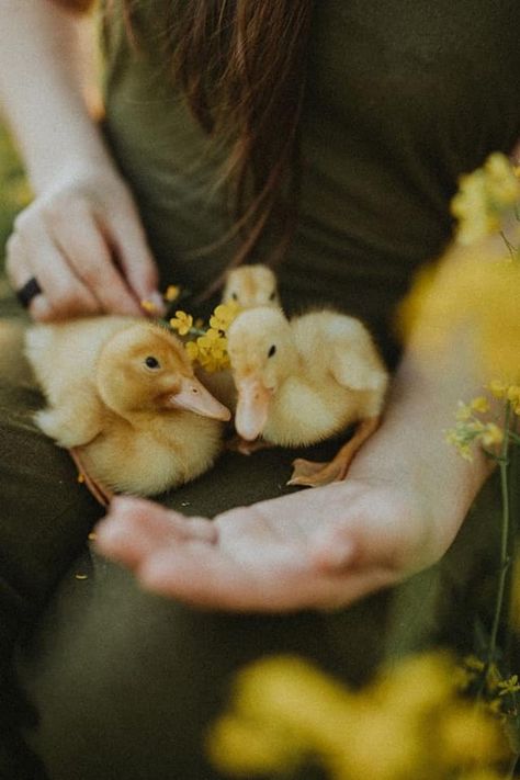 Baby Chicks Photography, Duck Photography, Dutch Farms, Animal Photoshoot, Easter Photoshoot, Cute Ducklings, Islamic Calligraphy Painting, Farm Photo, Spring Photos