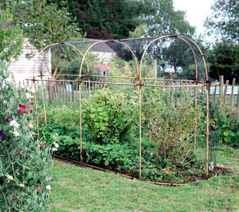 Plant Cloche, Allotment Ideas, Fruit Cage, Fruit Bushes, Allotment Gardening, Potager Garden, Edible Landscaping, Veg Garden, Fruit Garden