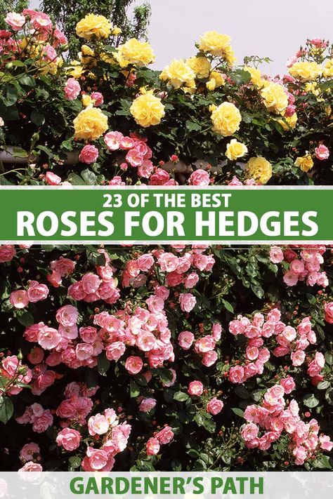 Rose Hedge Front Yards, Rose Hedge, Hedge Trees, Vine Fruit, Best Rose, Best Roses, Garden Hedges, Privacy Hedge, Boxwood Hedge