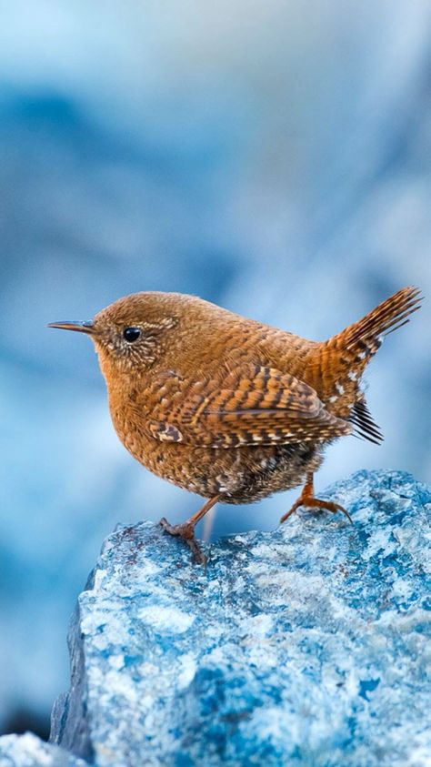 Australian Robin Bird, British Birds Photography, Wren Aesthetic Bird, British Wildlife Photography, Birds Of Scotland, Winter Wren, British Birds, Most Beautiful Birds, Bird Pictures