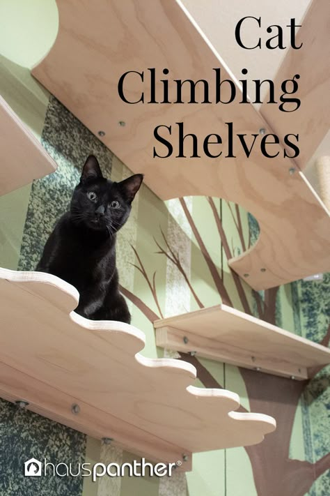 Cat Shelf Plans, Ultimate Cat Room, Cat Walls Living Room, How To Build Cat Shelves, Cat Rooms Indoor Diy, Diy Cat Walks In House, Inside Cat Ideas Spaces, Cat Highway Diy, Cat Room Ideas Diy Climbing Wall