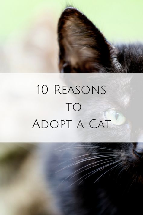 10 reasons to adopt a cat - some of which you might never have thought of. Who knew that cats had health benefits?! #adoptdontshop  #cat  #catsofinstagram  #cats Adopting A Cat, Adopting A Kitten, Cat Questions, Mr Pickles, Adopt A Cat, Cat Meeting, New Kitten, Kitten Care, Cat Parenting