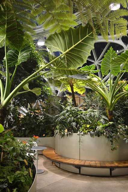 A Tour Of The Amazon Spheres in Downtown Seattle Amazon Seattle Office, Amazon Spheres Seattle, Seattle Spheres, Amazon Spheres, Tropical Planting, Garden Reference, Seattle Trip, Garden Idea, Garden Terrace