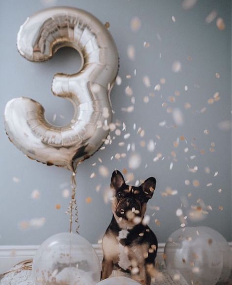 Cute Dog Birthday Pictures, Doggie Birthday Photoshoot Ideas, Dog 3rd Birthday Photoshoot, Dog Second Birthday Photo, Aesthetic Dog Birthday, Dog 1st Birthday Pictures, Dog Birthday Party Photo Shoot, Puppy Birthday Photoshoot, Dog First Birthday Photo Shoot