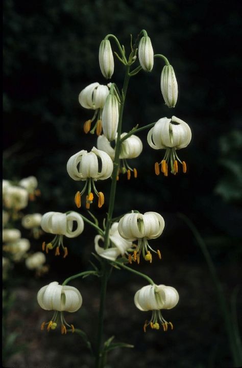 Lilium martagon var. album - Plant Portraits - Alpine Garden Society Lilium Martagon, Martagon Lily, Daylily Garden, Women Nature, Alpine Garden, Sun Garden, Garden Bulbs, Moon Garden, Vegetable Garden Design