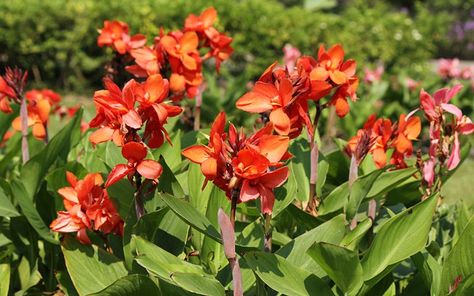 Canna Lilies, Survive Winter, American Meadows, Canna Lily, Flower Seeds Packets, Overwintering, Cold Frame, Traditional Garden, Tropical Foliage