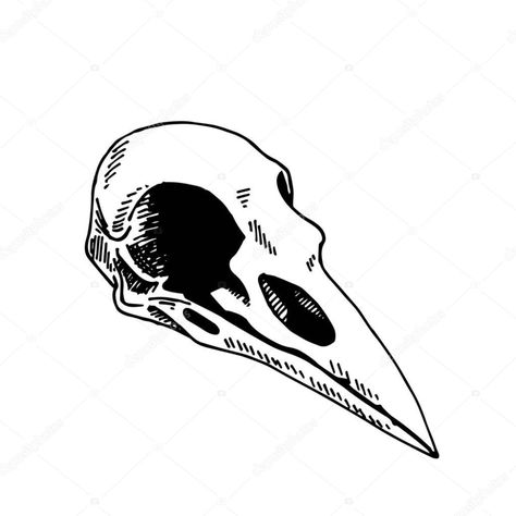 Vector of Vector illustration in vintage style, line drawing. Bird Skull Isolated On White Background. skull of a raven. Witchcraft esoteric rite concept symbol. Witch gothic item. Bird Skull Line Art, Bird Skull Sketch, Bird Skull Illustration, Skull Crow Tattoo, Crow Skull Tattoo Design, Raven Tattoo Linework, Raven Skull Art, Vulture Skull Tattoo, Bird Skull Art