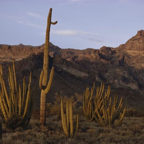 Desert Biome Biome Project, Biomes Project, Desert Biome, Cold Deserts, Dry Desert, Physical Geography, Soil Layers, Mojave Desert, Promotional Image