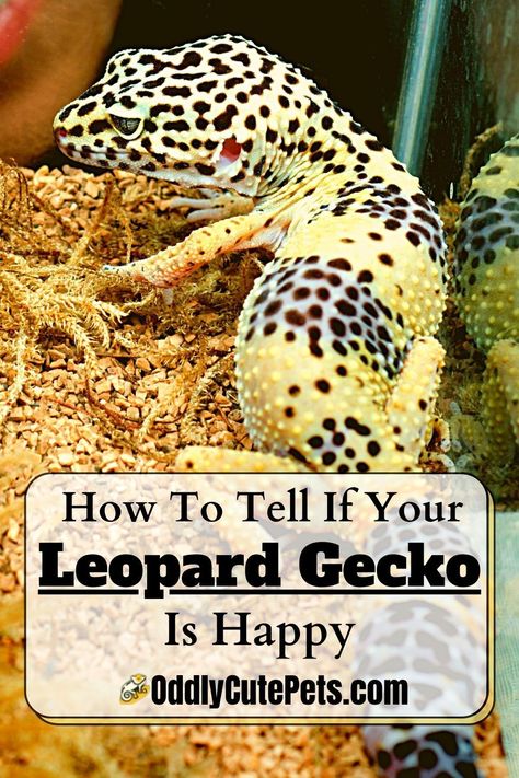 Leopard Gecko Birthday Party, Leopard Gecko Enrichment, Gecko Habitat Ideas, Leapord Gecko Habitat Ideas, Cute Leopard Gecko Tank Ideas, Leopard Gecko Habitat Ideas, Leopard Gecko Enclosure Ideas, Leopard Gecko Tank Setup, Leopard Gecko Terrarium Ideas