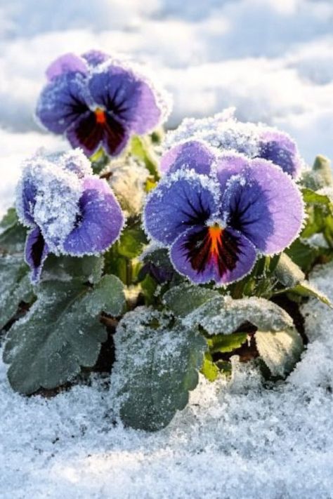 Winter Plant Identification! ❄️ "Chill out with our winter gardening quiz! Which of these plants is known for thriving in the cold? (1) Lavender (2) Pansy (3) Marigold (4) Zinnia Winter Gardening, Winter Plants, Plant Identification, Winter Garden, Pansies, Lavender, Plants