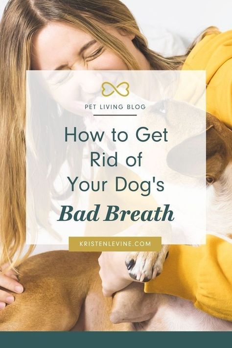 Stinky dog breath is more than gross. A healthy, happy dog should not have chronic bad breath. Check out the Pet Living website to learn the 6 reasons your dog has bad breath and how you can treat bad dog breath. Dog Bad Breath Remedy, Dog Breath Remedy, Stinky Dog Breath, Chronic Bad Breath, Bad Dog Breath, Causes Of Bad Breath, Stinky Dog, Puppy Breath, Bad Breath Remedy