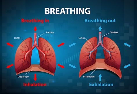 Human Respiratory System, Lung Anatomy, Human Lungs, Autonomic Nervous System, Diagram Design, Respiratory System, Breath In Breath Out, Education Quotes, Nervous System