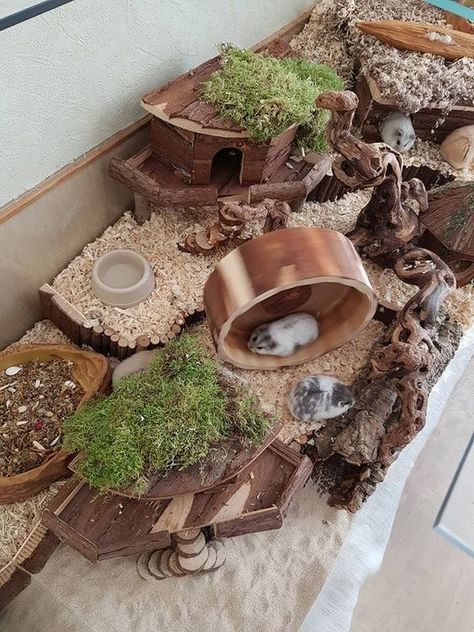 Degu Cage Ideas, Mice Habitat, Diy Chicken Nesting Boxes, Hamster Terrarium, Hamster Aesthetic, Hamster Diy Cage, Cool Hamster Cages, Gerbil Cages, Mouse Cage